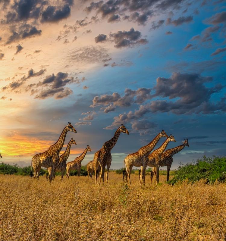Africa