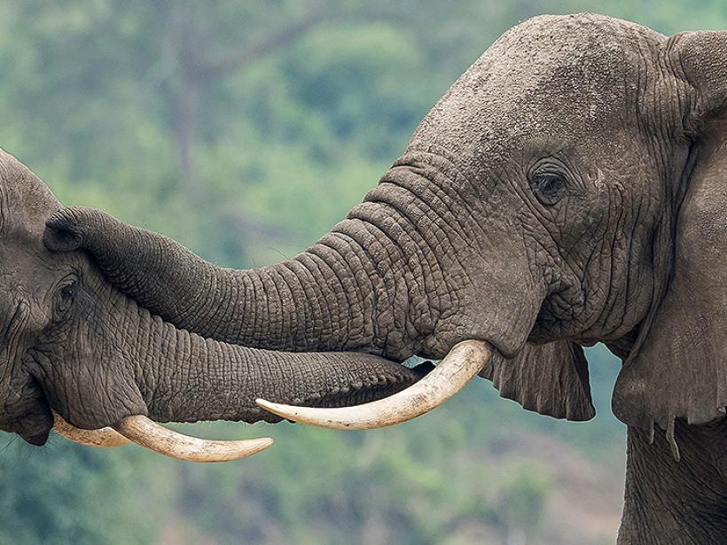 Uganda has an elephant population of over 5,000