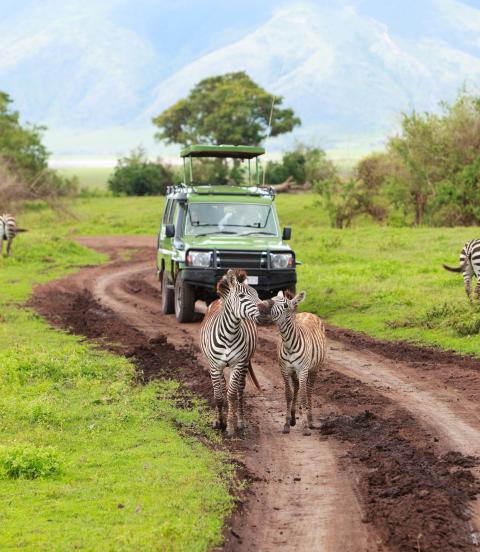 zebra & safari vehicle