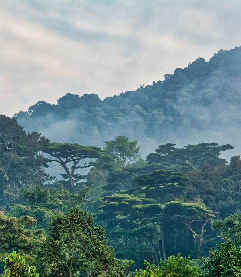 Lush green canopy surrounded by morning mist
