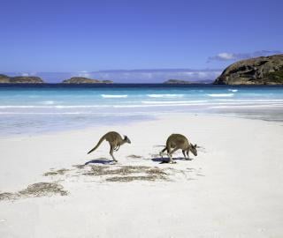 Marsupials