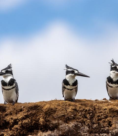 Three mature male African pied kingfishers ceryle rudis, perched on the banks of Lake Edward