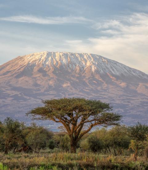 The classic view of Mt Kilimanjaro in Tanzania from the park