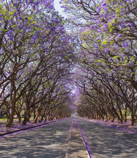 Jacaranda trees (Jacaranda mimosifolia), lining Milton Avenue