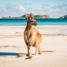 A kangaroo rests on a beach