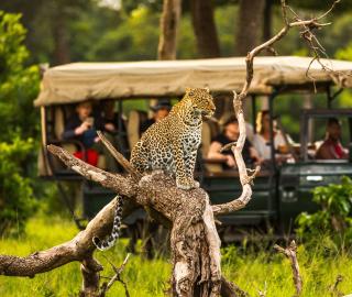 Leopard