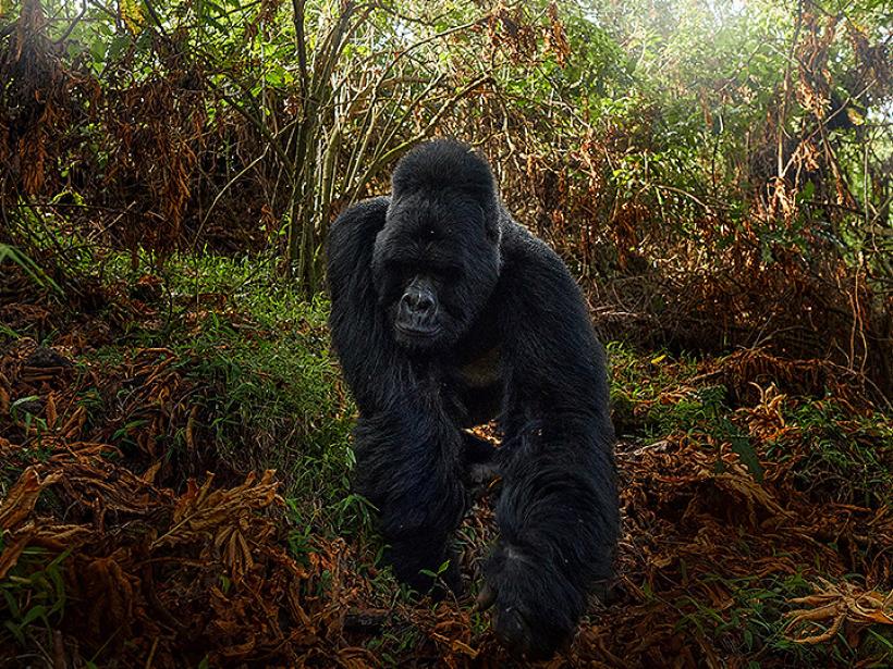 Uganda has more than half of the world’s mountain gorilla population